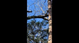 Stray cat adopted after arborist rescues it from tall tree