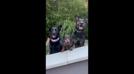 Dogs Love Being In Photos