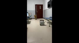 Caring dog comes to hospital to visit his sick owner in China