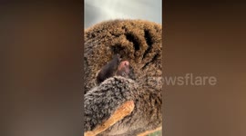 Adorable baby Cuscus cub snuggles up to mum