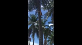 Skilful cat climbs up coconut tree on beach