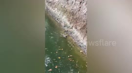 Firefighter climbs into pond to rescue stranded puppies