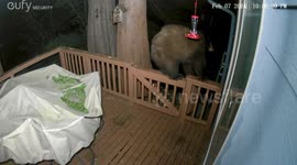 Wild bear tries to break into home through doggie door