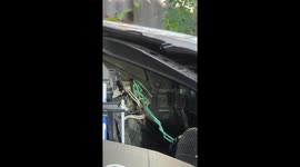 Cobra hiding in car engine removed by wildlife rescue team