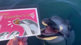 Dolphin receives Valentine's card at Japan Dolphin Center