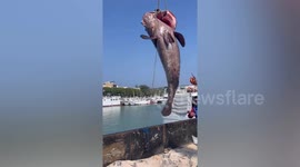 Mammoth 102 kg grouper fish hauled ashore in Taiwan
