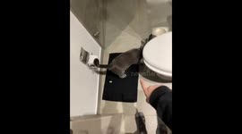 Yuumi's hilarious stool tumble: Bogota cat's comical mishap caught on camera!