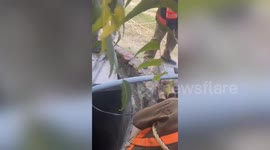 Firefighter lowered down into deep well to rescue trapped puppy in northern India
