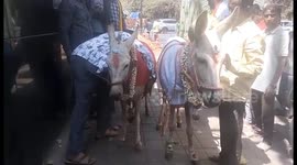 Donkeys tie the knot during unique Valentine's Day wedding in India