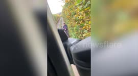 Who's in the wrong? Standoff between lorry driver and cyclist as they come face-to-face down country lane