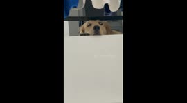 Max Ferrer's unusual dilemma: caught in a tight spot, dog's eye creates a quirky expression!