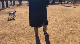 Dog run mishap: Shiba Inu collision caught on video in Tokyo, Japan