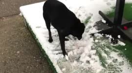 this puppy was on the street playing in the snow, funny dog play.