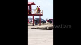 Seal draws crowds as it makes unusual appearance on Rio Grande beach