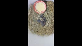 Tiny baby birds nurtured back to health after nest falls from tree