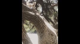 A little dog, Mina, ran up a tree to catch a squirrel. She’s so proud of herself!