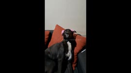 Dog Tries Her Hardest To Look Pretty