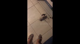 Hungry Pup Makes His Parents Share