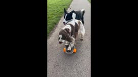 Dogs Share A Skateboard Ride
