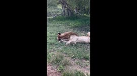 Lioness Plays With Cub