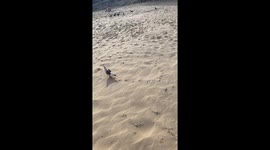 Pigeon's Footprints Create Beach Heart