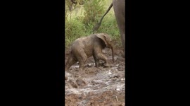 Tiny Elephant Calf’s Determined Efforts End in a Cute, Wobbly Tumble