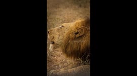 Iconic Deep Grunts Of A Male Lion