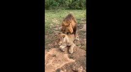 Female Lion Tells Male to Back Off