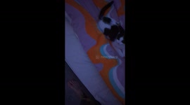 Surprise Wrestling From Sleepy Kitten