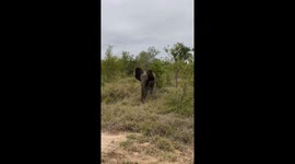Young Elephant With Attitude