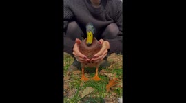 Pancake The Dancing Duck