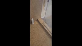 Nosey pet raccoon gets spooked when visiting owner in shower