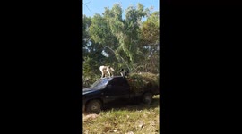 Three pet dogs ride on top of pickup truck