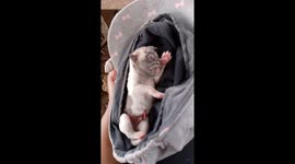 Dog gives birth to remarkable 1-eyed puppy in the Philippines