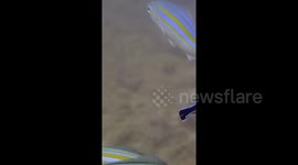 Mutualistic dental cleaning: bluestreak cleaner wrasse in action