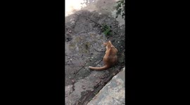Bemused cat watches snake carry away a frog