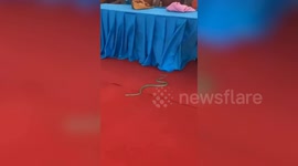 Wild snake steals spotlight from Buddhist monk making speech when it slithers in front of hall