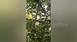 Critically injured king cobra saved by vets in Thailand