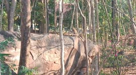 Wild macaque troop invade Buddhist temple in northeast Thailand
