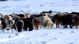 Mongolia elevates disaster preparedness following freezing deaths of over 500,000 livestock