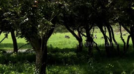 Rwandan village puts Rwanda on map for endangered grey-crowned crane conservation