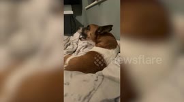 Moment 'talking' dog 'says owner's name' - leaving her delighted