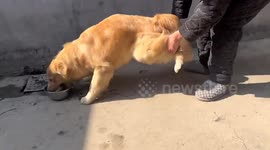 Golden retriever delights in first taste of village leftovers, refuses to leave