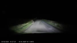 Close call! Motorist swerves last second to avoid deer standing on road