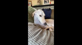 Talented Lurcher dog is asked to sing DaBaby's Rockstar; he doesn't disappoint