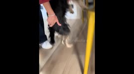 Caught in the act: dog thief carried away from kitchen with stolen goods