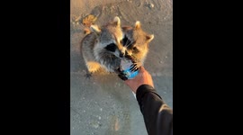 Thirsty Beach Raccoons Drink Water