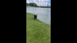 Capybaras Dive Away From Barking Dog