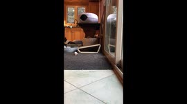 Gina The Cat Gets A Surprise Attack