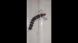 Black and white caterpillar caught crawling on our front door